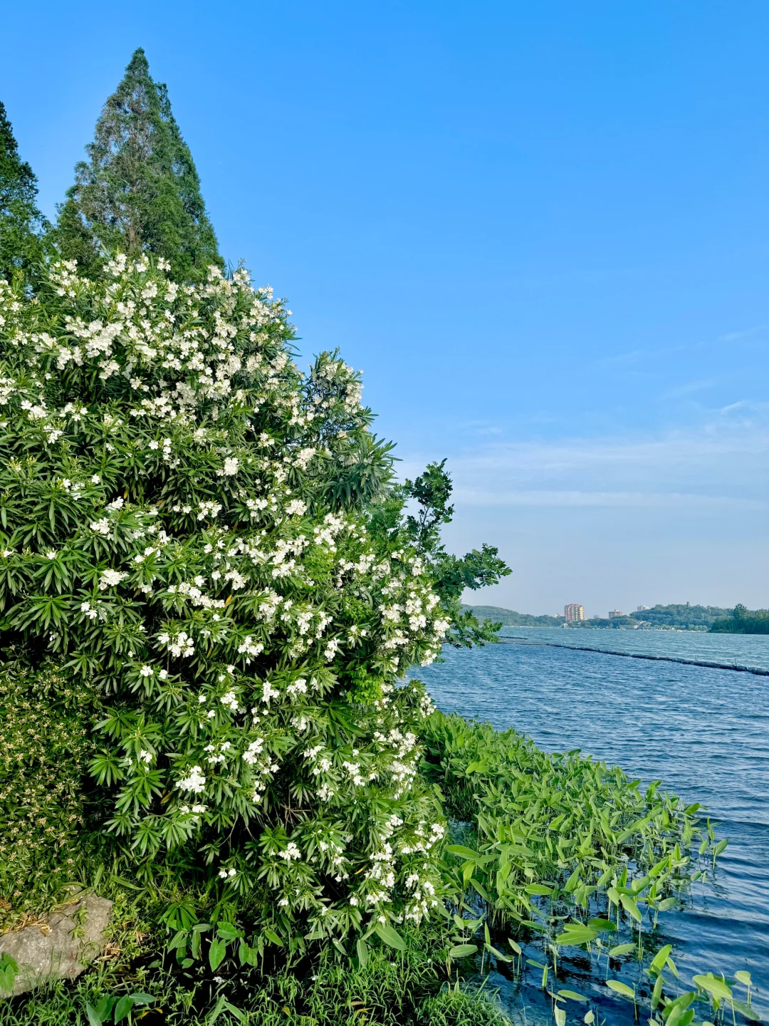 我宣布，这是南京最值得去的免费景区……