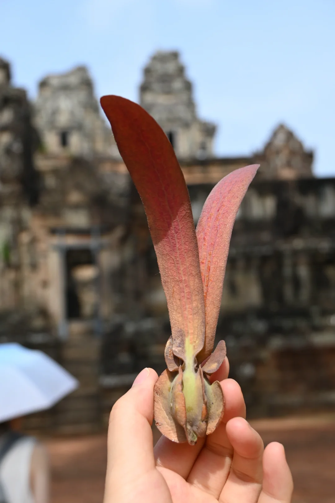 女生单人三天速通柬埔寨吴哥窟🇰🇭（下篇）