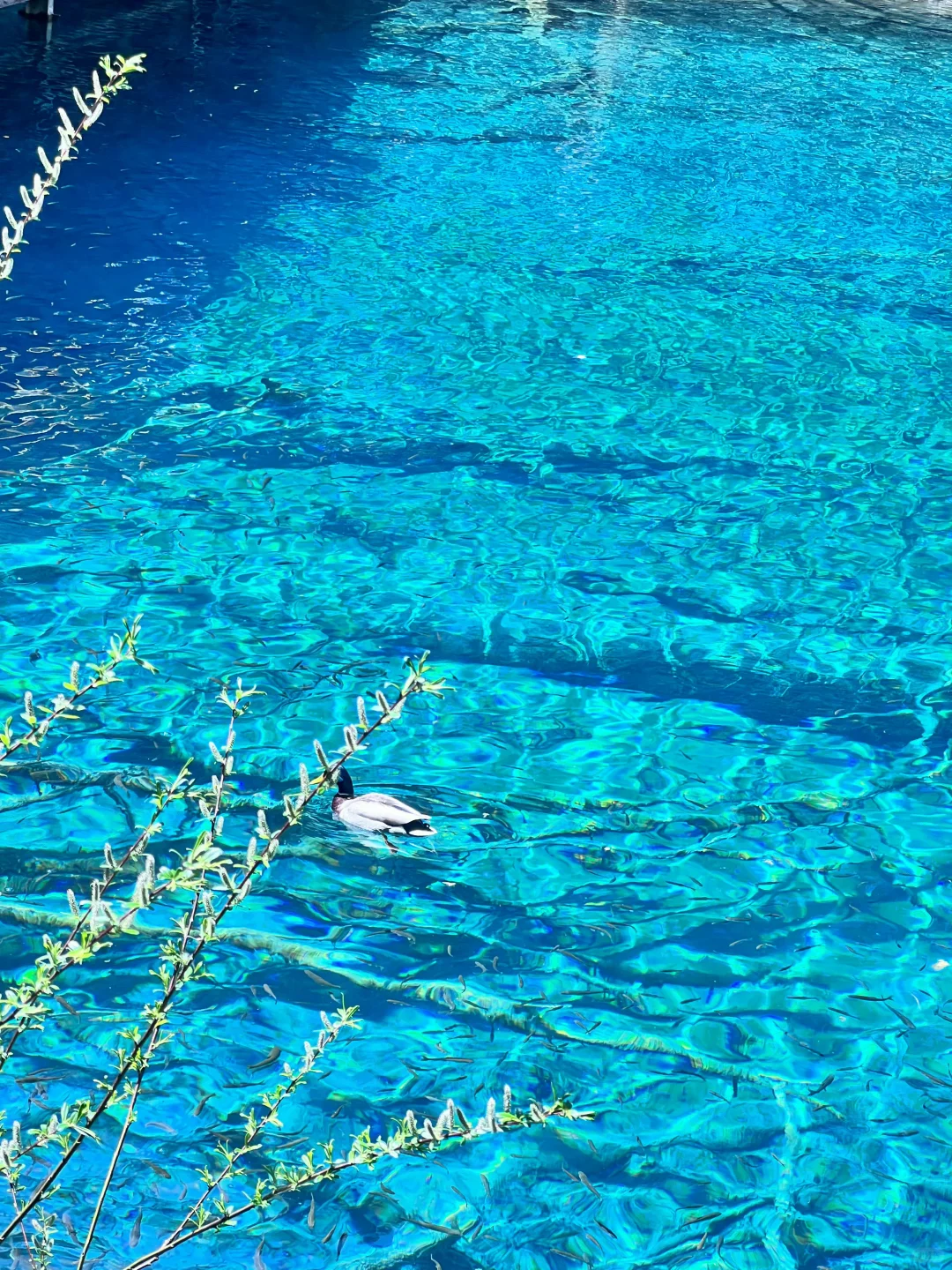 四川高原三大“顶流”九寨沟稻城四姑娘山攻略