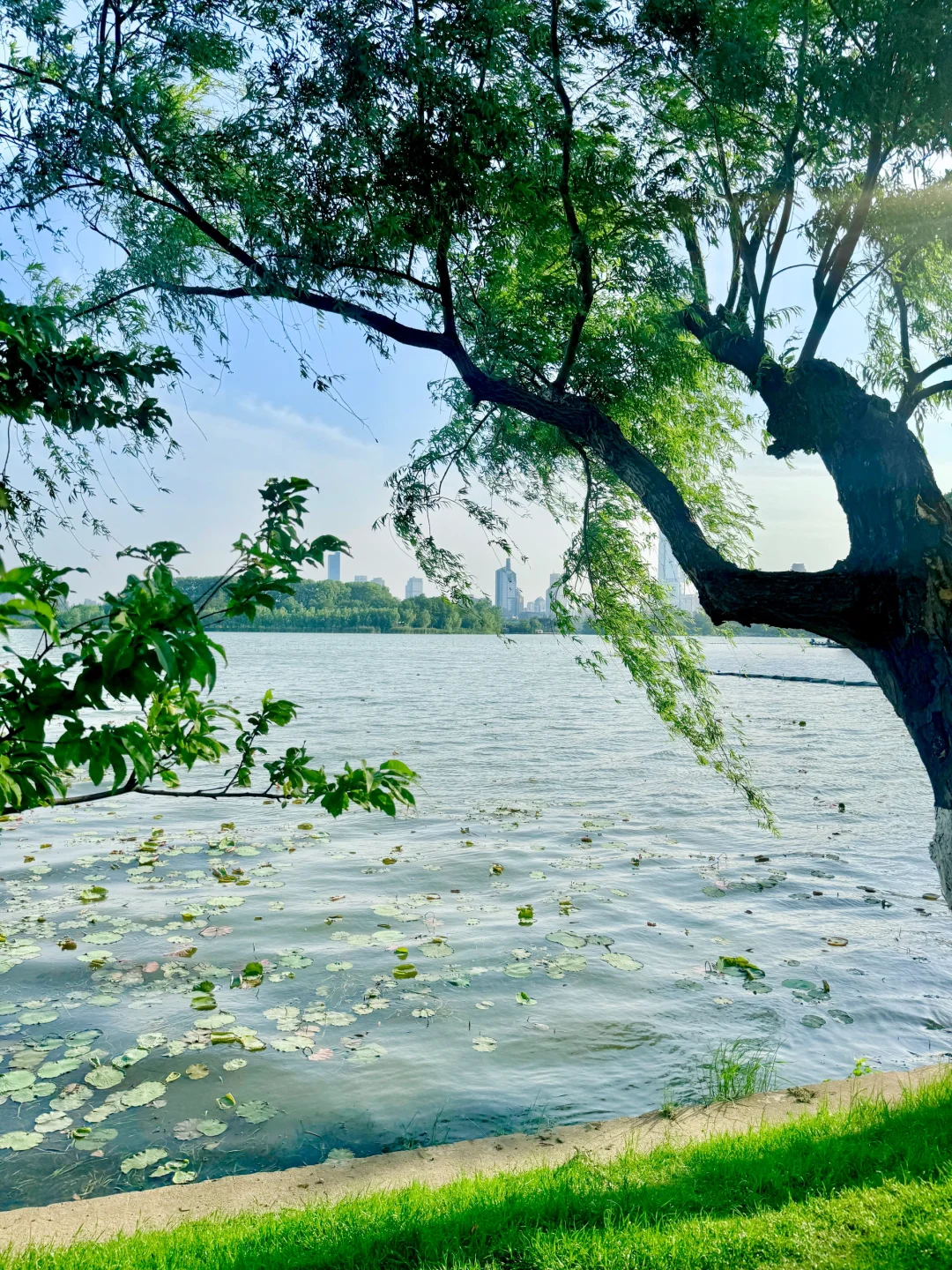 我宣布，这是南京最值得去的免费景区……