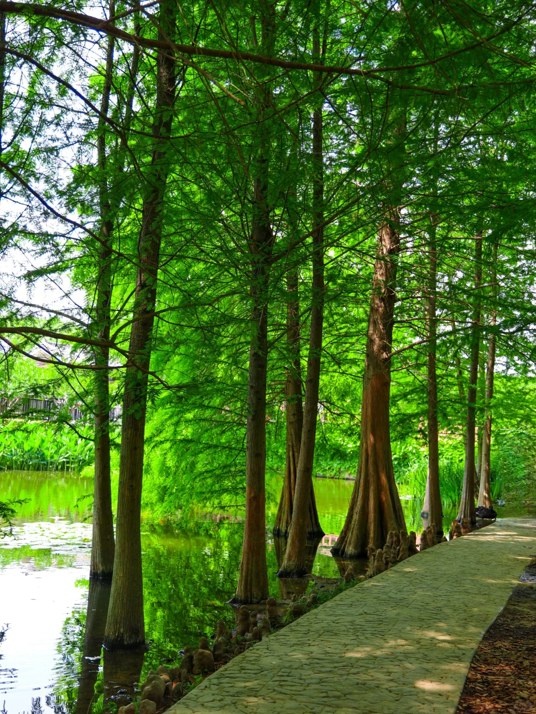 5.19实拍!南京水杉林新发现!不花钱攻略