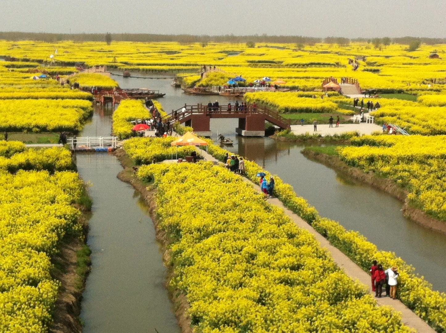 🌼千垛景区 | 水上花田的梦幻诗篇