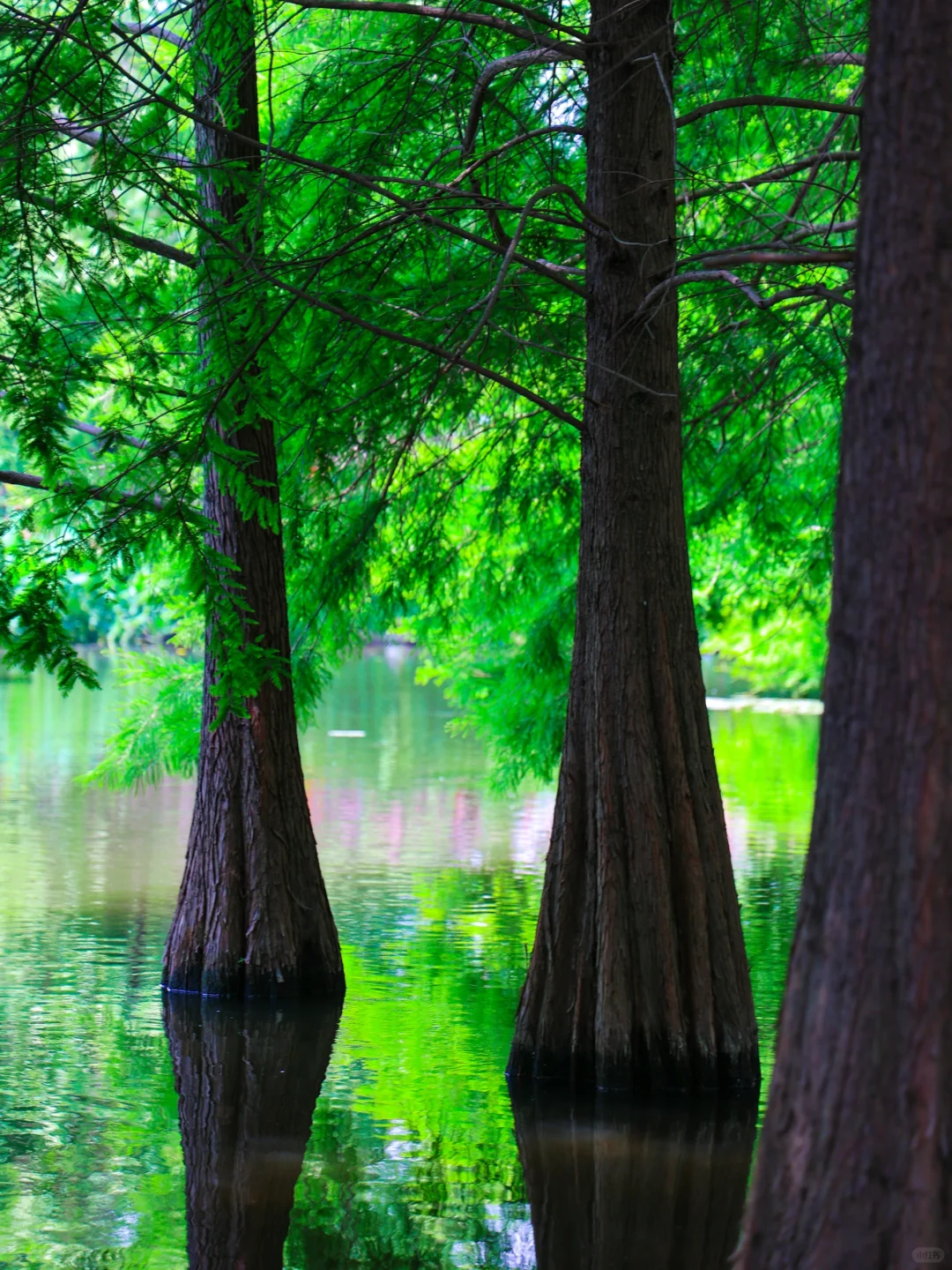 5.19实拍!南京水杉林新发现!不花钱攻略