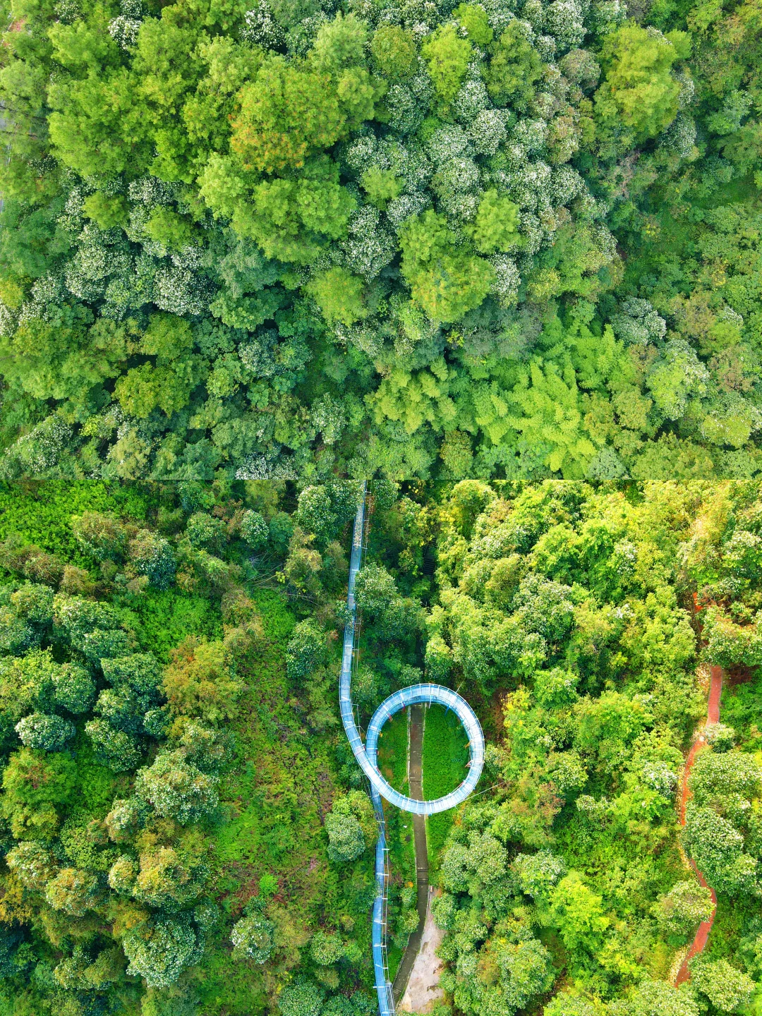 ⌈桐子花暴雪⌋限时降临！闯入白月光的世界