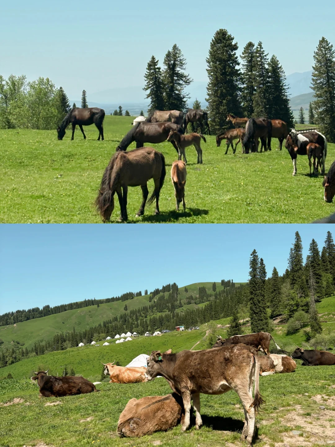 广东出发想去伊犁的可以借鉴！