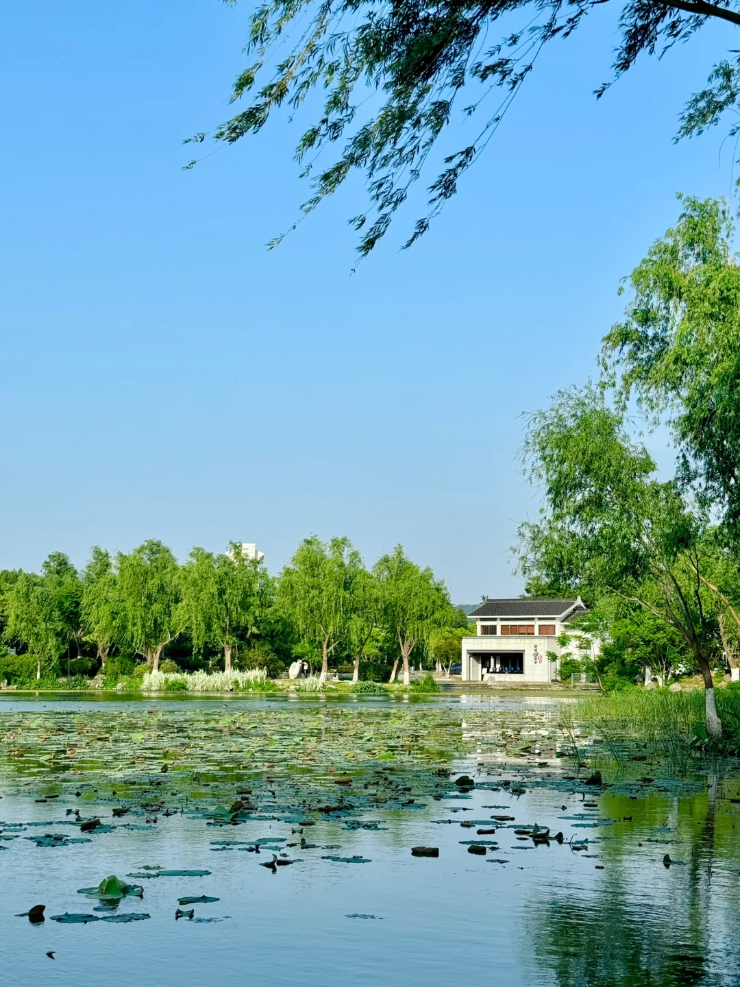 我宣布，这是南京最值得去的免费景区……