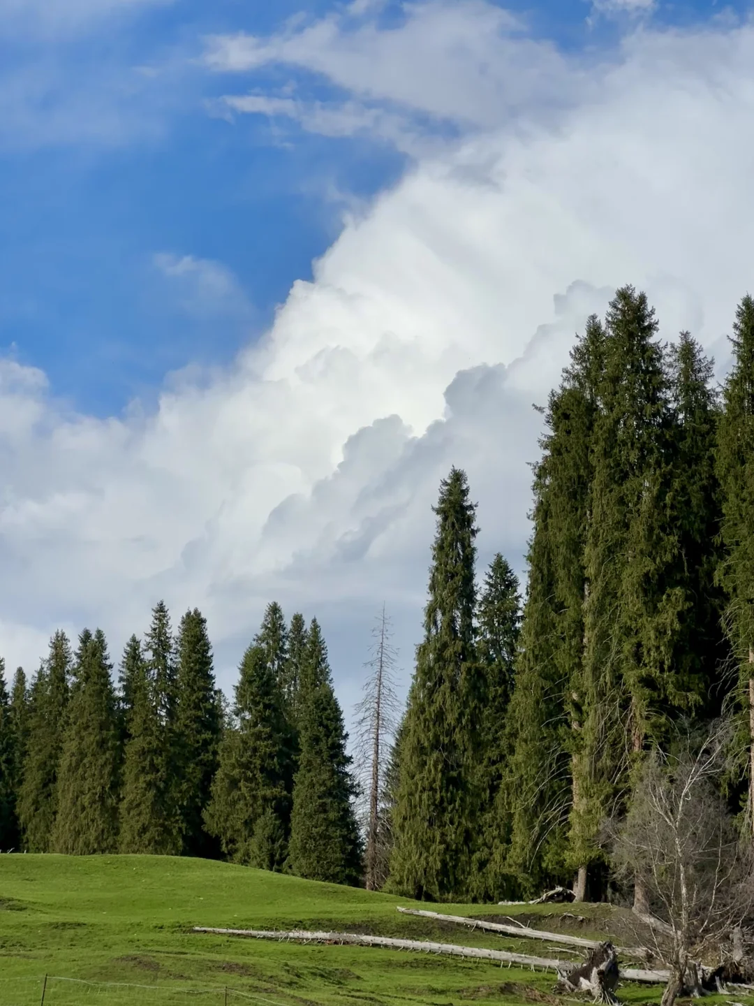 伊犁玩7天以上真的没必要