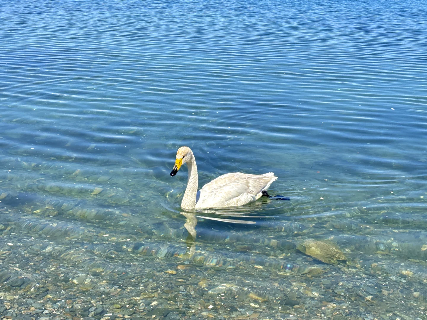广东出发想去伊犁的可以借鉴！