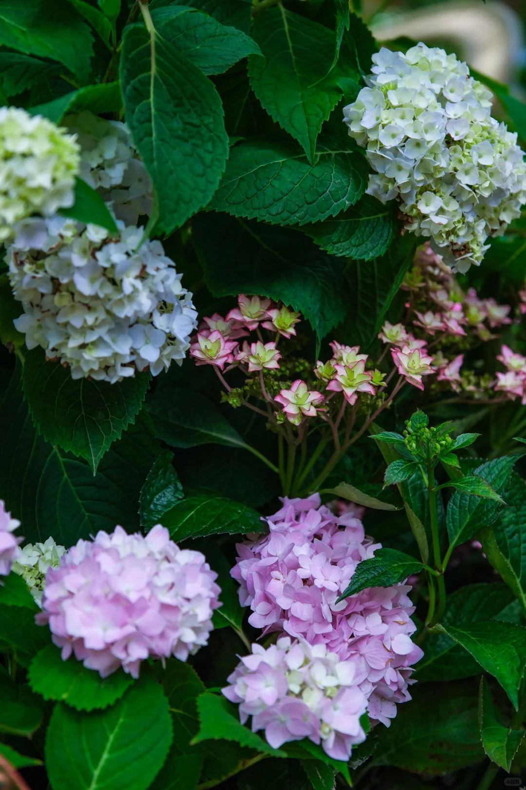 今年的绣球花展，吴山天风赢麻了！🌸