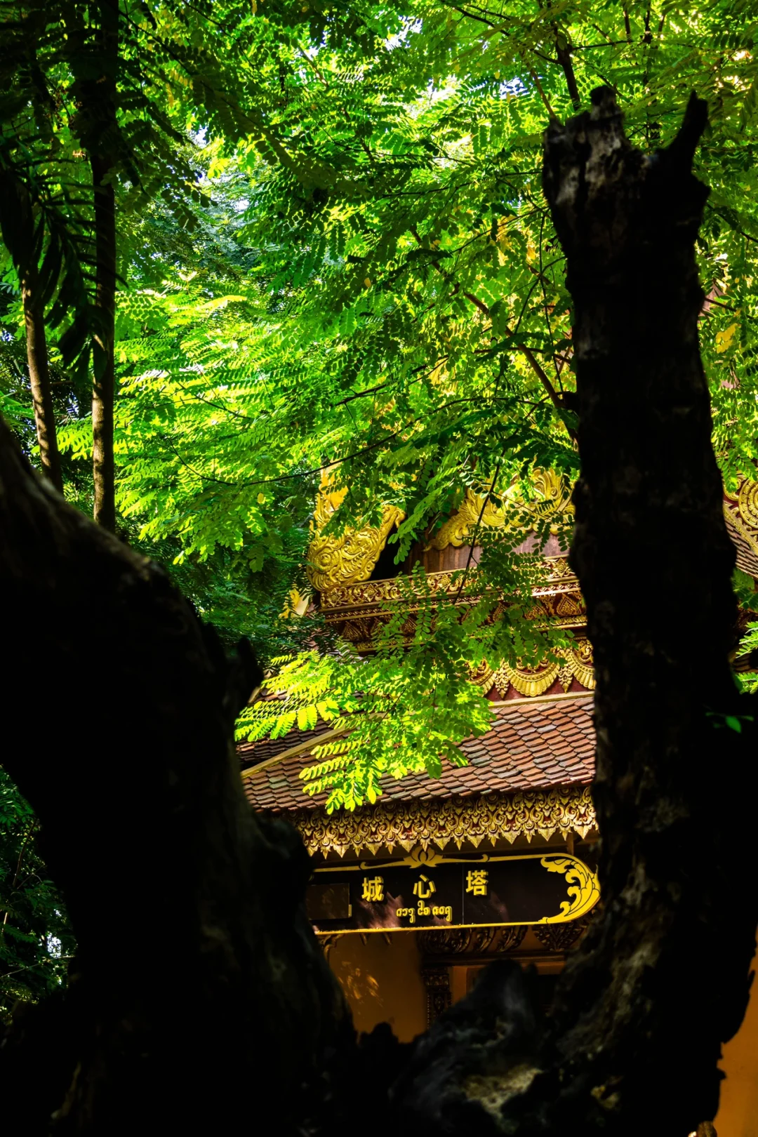 朋友圈被问爆了！这18张图都以为我在国外！