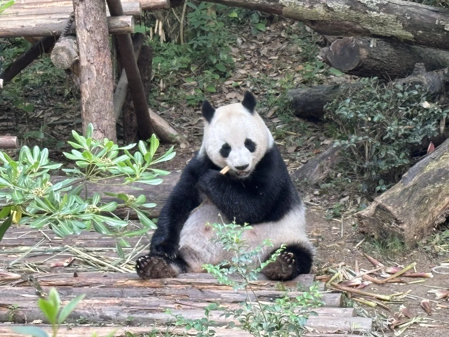 五一四川精华游：九寨沟四姑娘山熊猫基地三