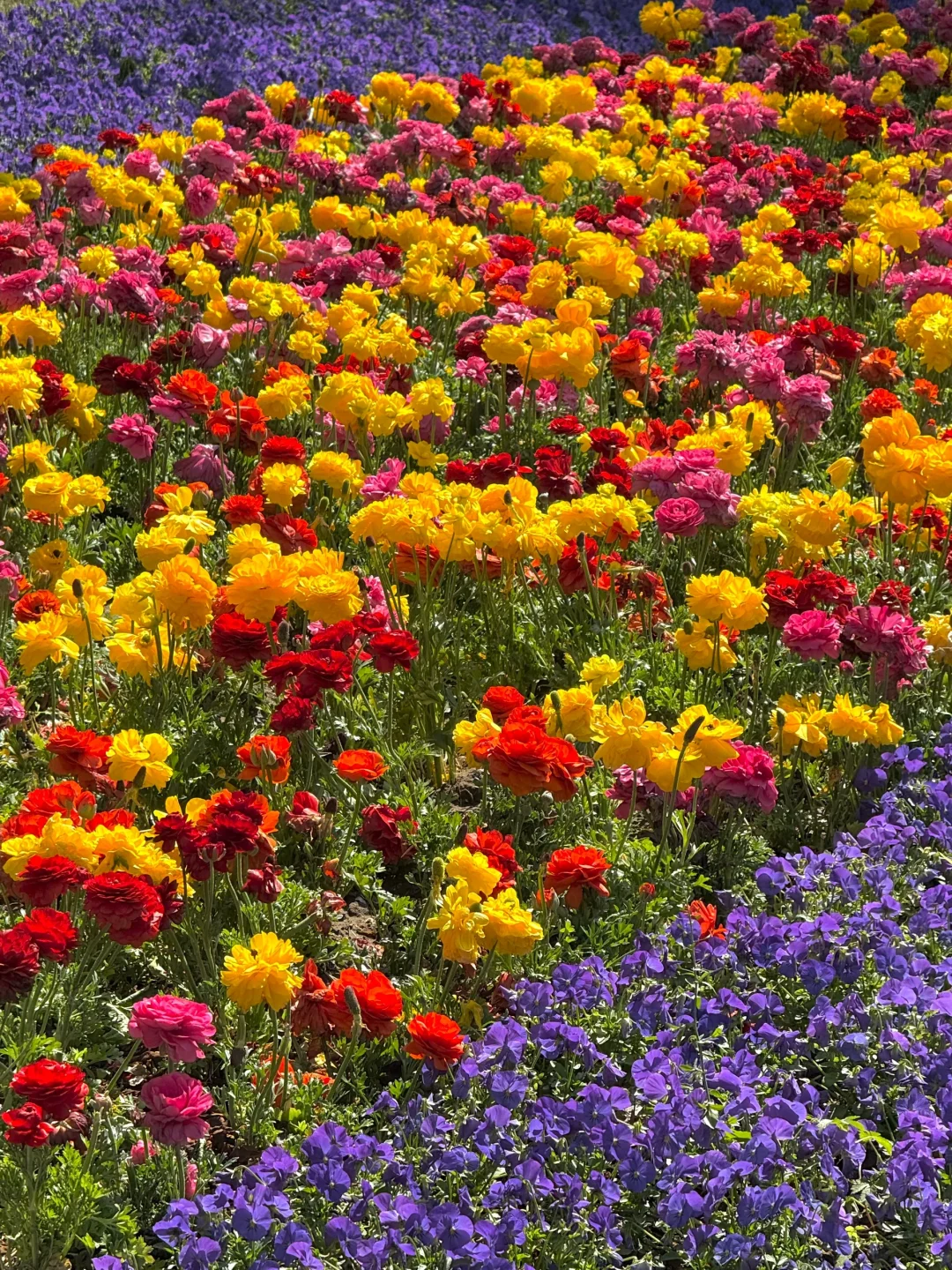 4.15实拍live，北京有自己的莫奈花园‼️