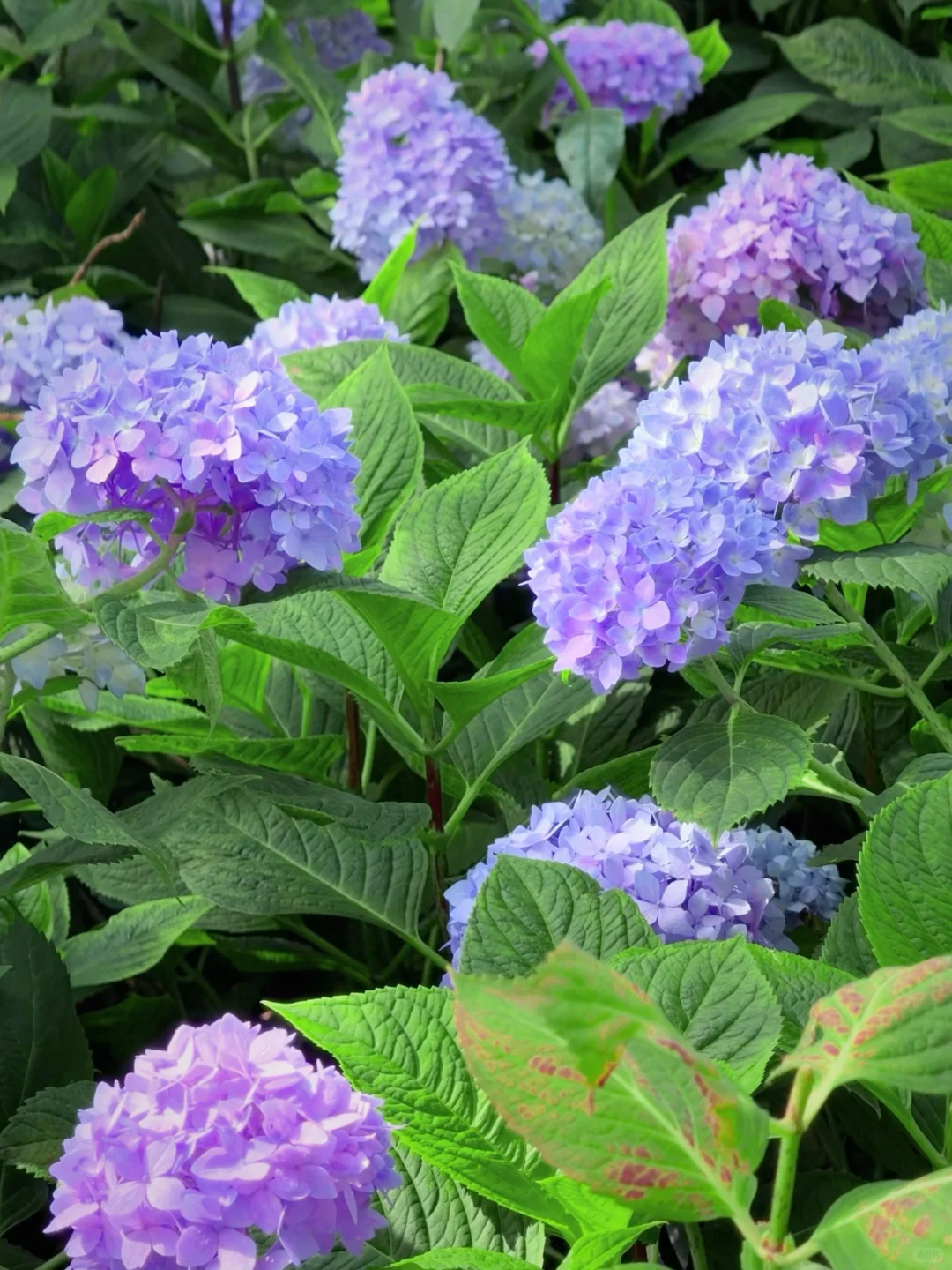 5.19live实拍💙金鸡湖畔开满无尽夏的浪漫💜