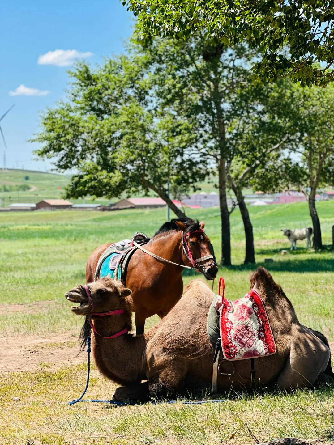 🌟【逃离城市喧嚣！张北草原治愈系秘境】