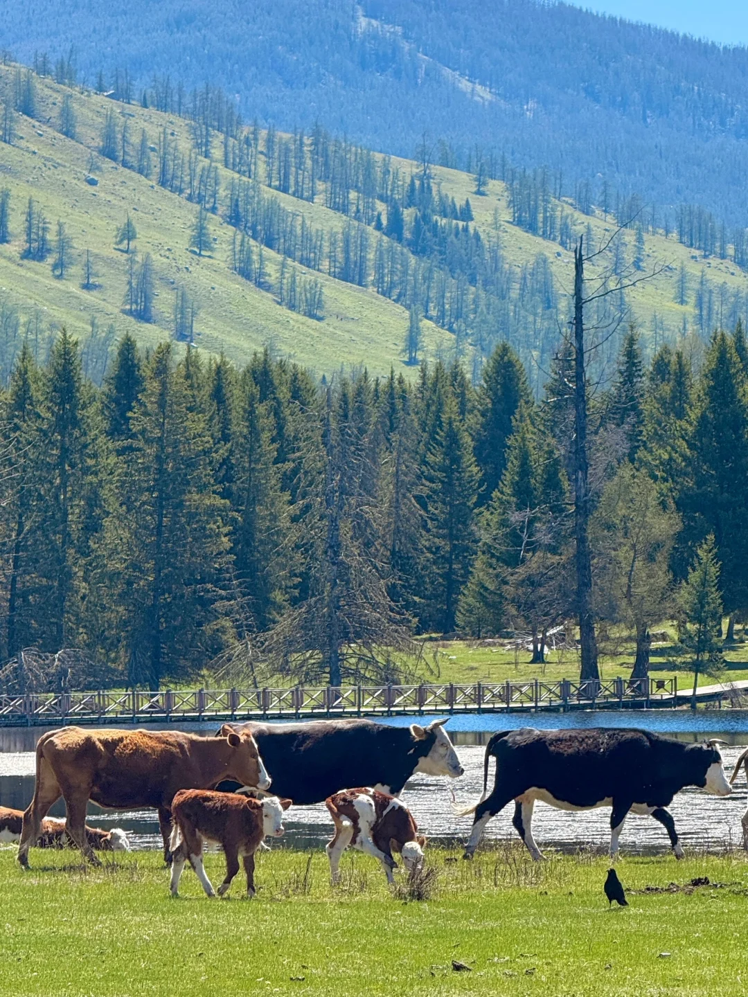 5月喀纳斯真实现状‼️别再问值不值得去啦