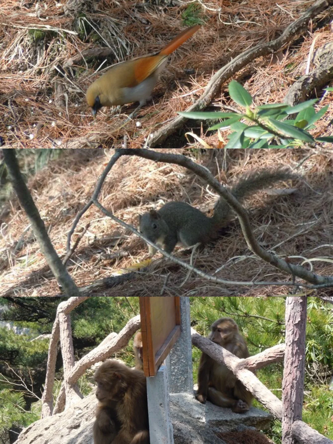 13年前黄山的日出与云海