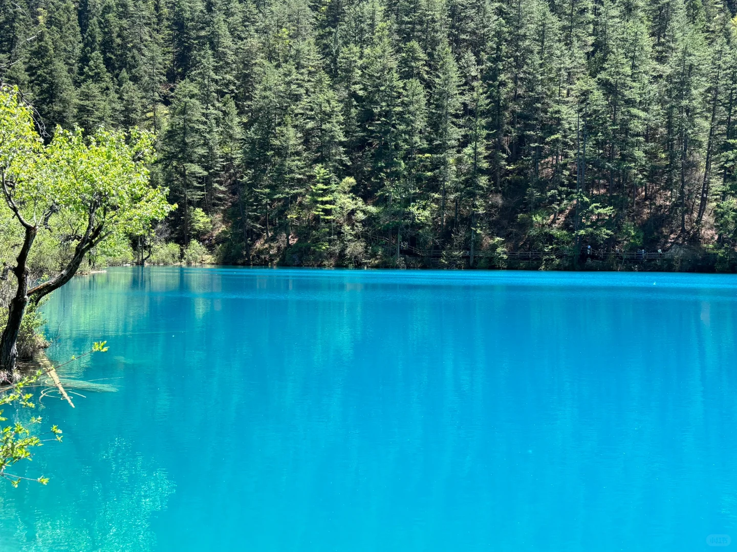 五一四川精华游：九寨沟四姑娘山熊猫基地三