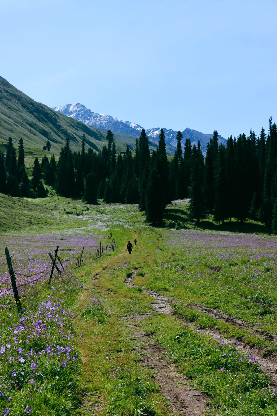 去过十几次新疆，说说我心中最美草原前三