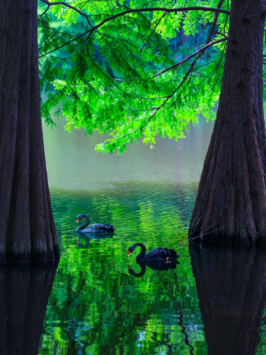 5.19实拍!南京水杉林新发现!不花钱攻略