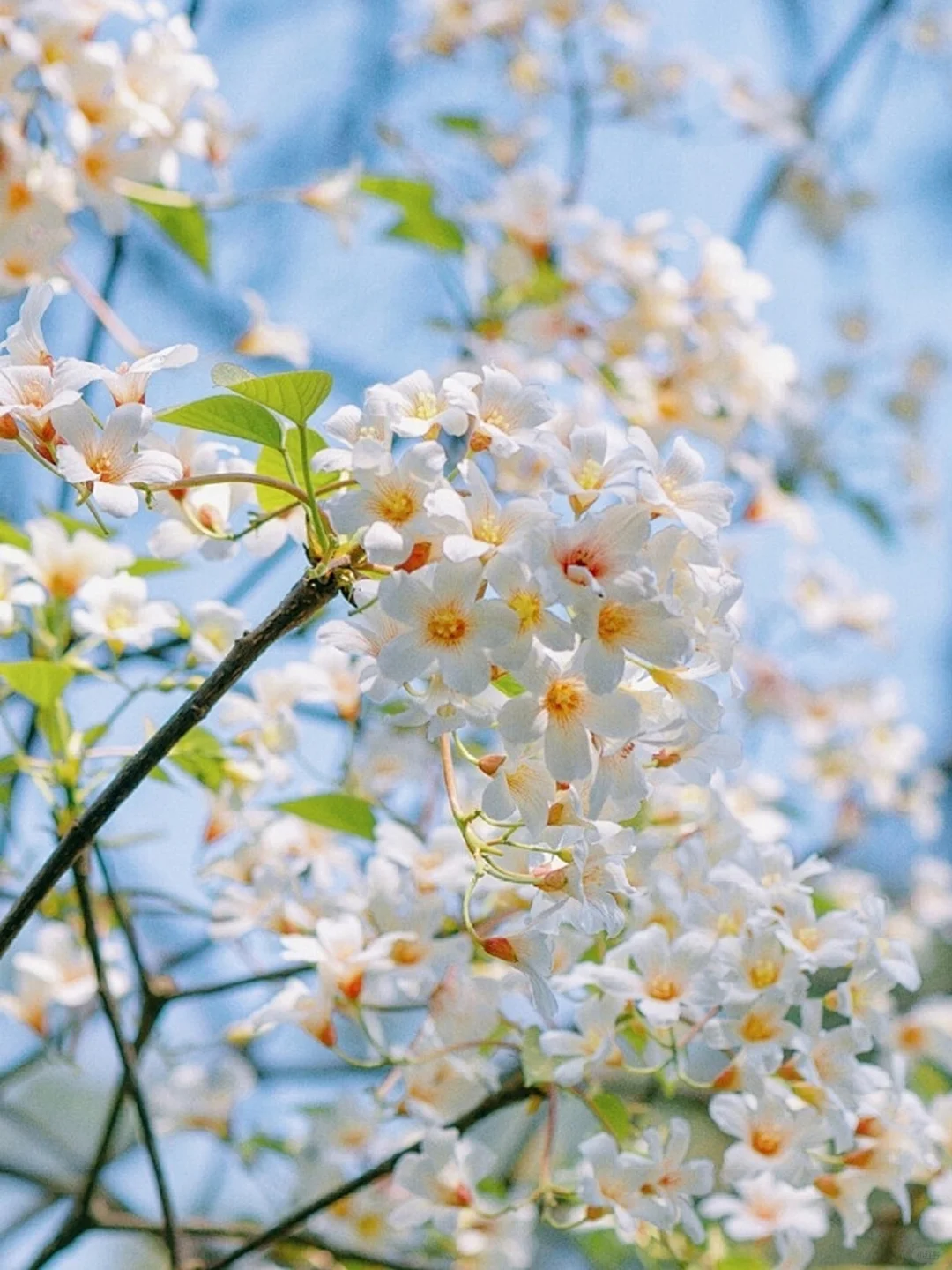 ⌈桐子花暴雪⌋限时降临！闯入白月光的世界