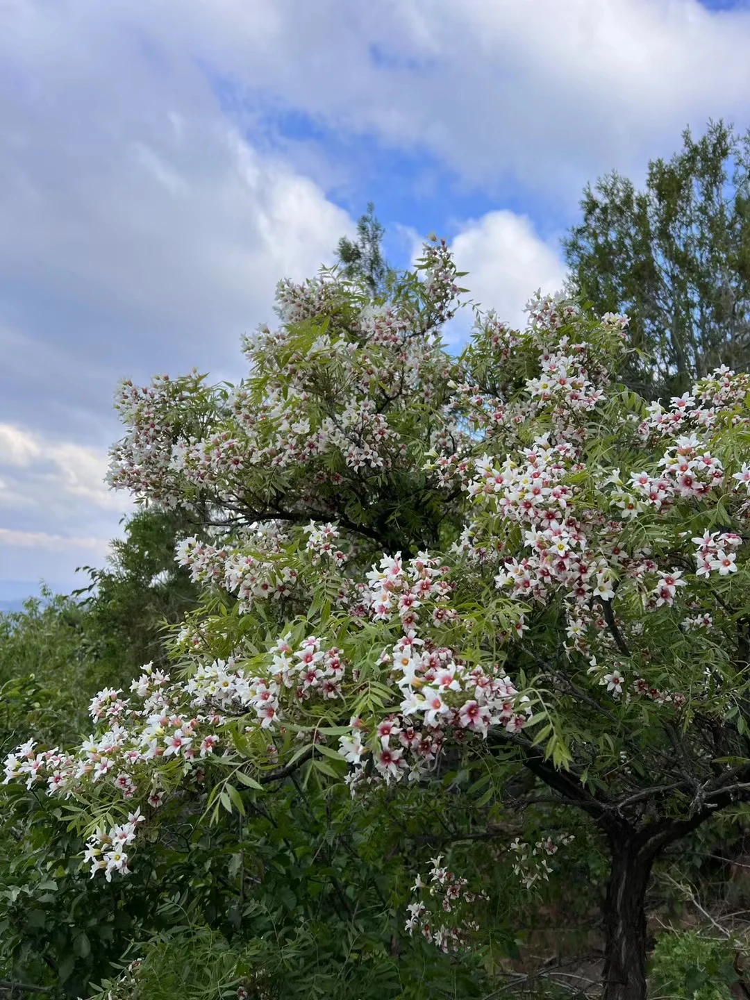 大境门越野赛最美的落日时光