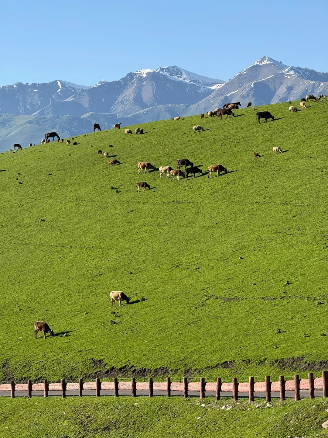 Live图的意义，我终于找到了梦中的那片草原