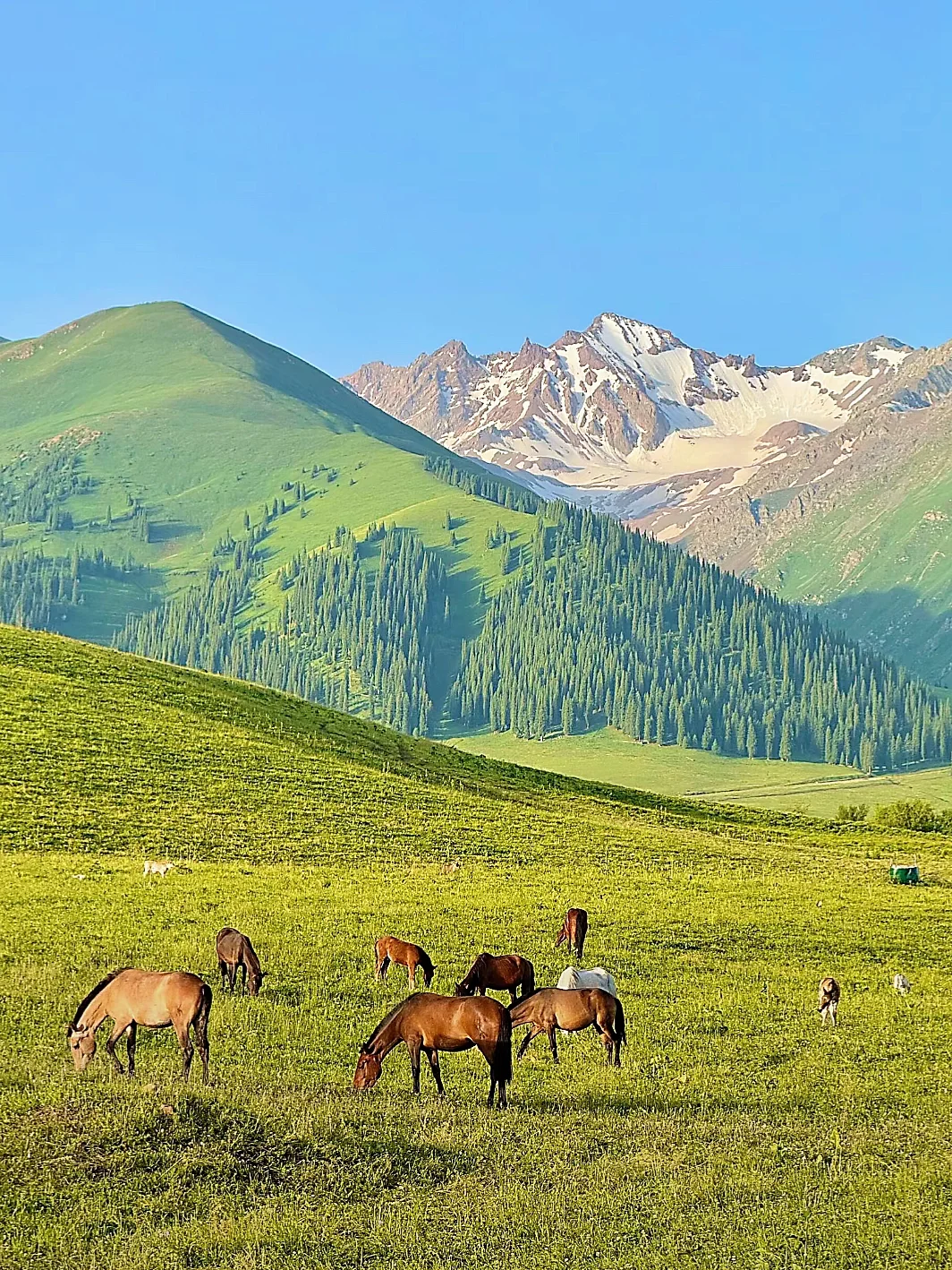 5-6月初夏的新疆美翻了‼祛魅不了一点😭