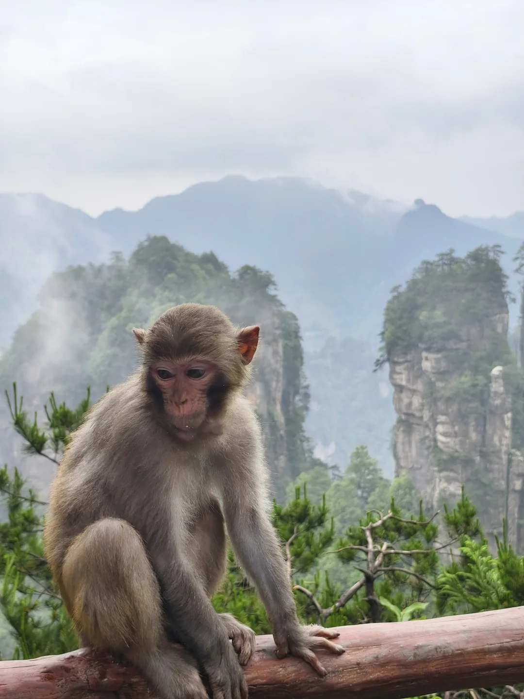5.20森林公园南门9.30进不排队的一天