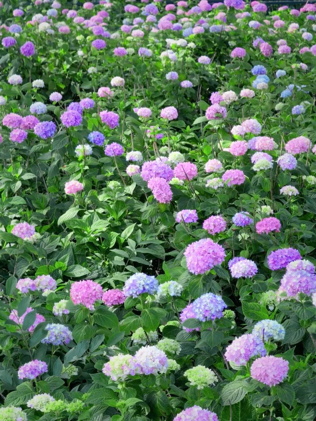 5.19live实拍💙金鸡湖畔开满无尽夏的浪漫💜