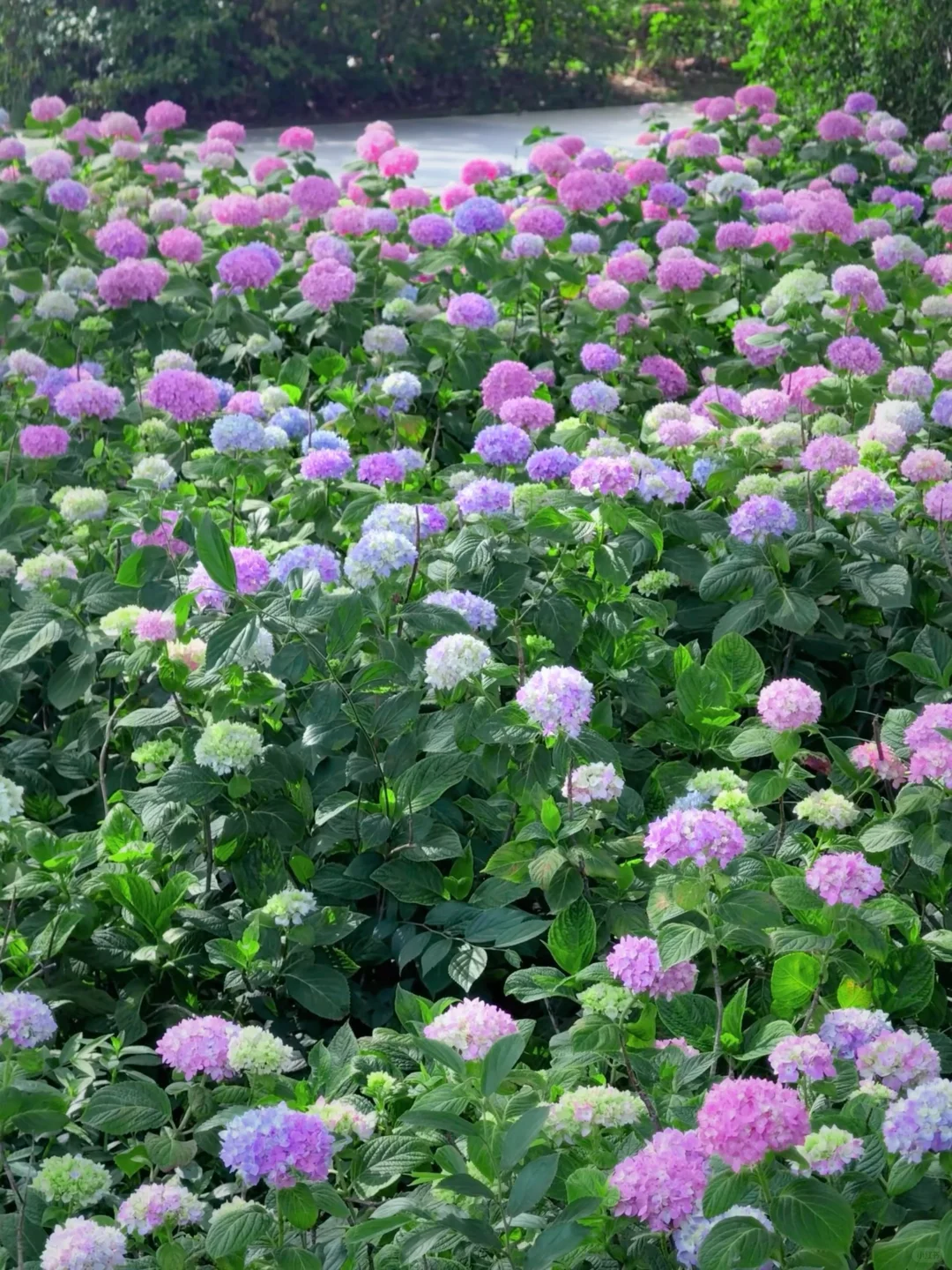 5.19live实拍💙金鸡湖畔开满无尽夏的浪漫💜