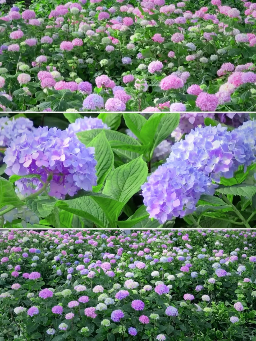 5.19live实拍💙金鸡湖畔开满无尽夏的浪漫💜