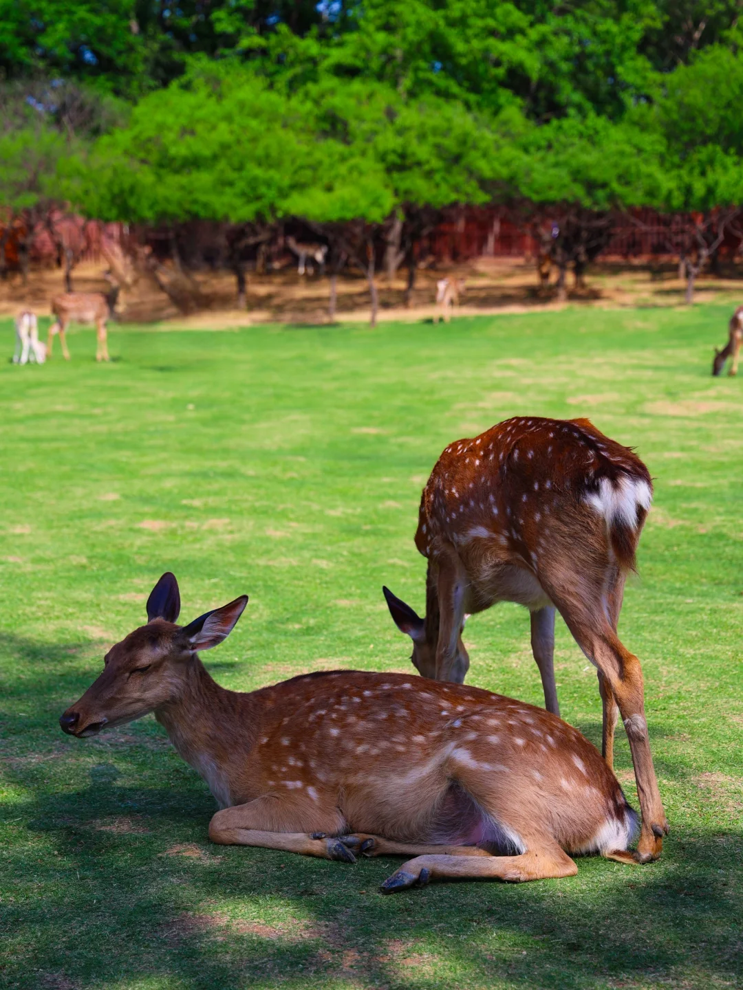 5.19实拍!南京水杉林新发现!不花钱攻略