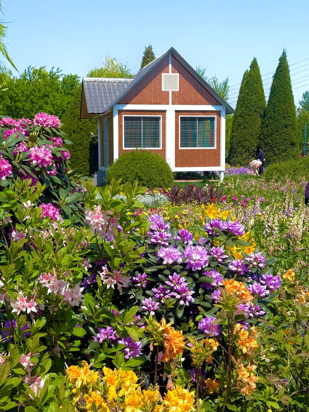 4.15实拍live，北京有自己的莫奈花园‼️