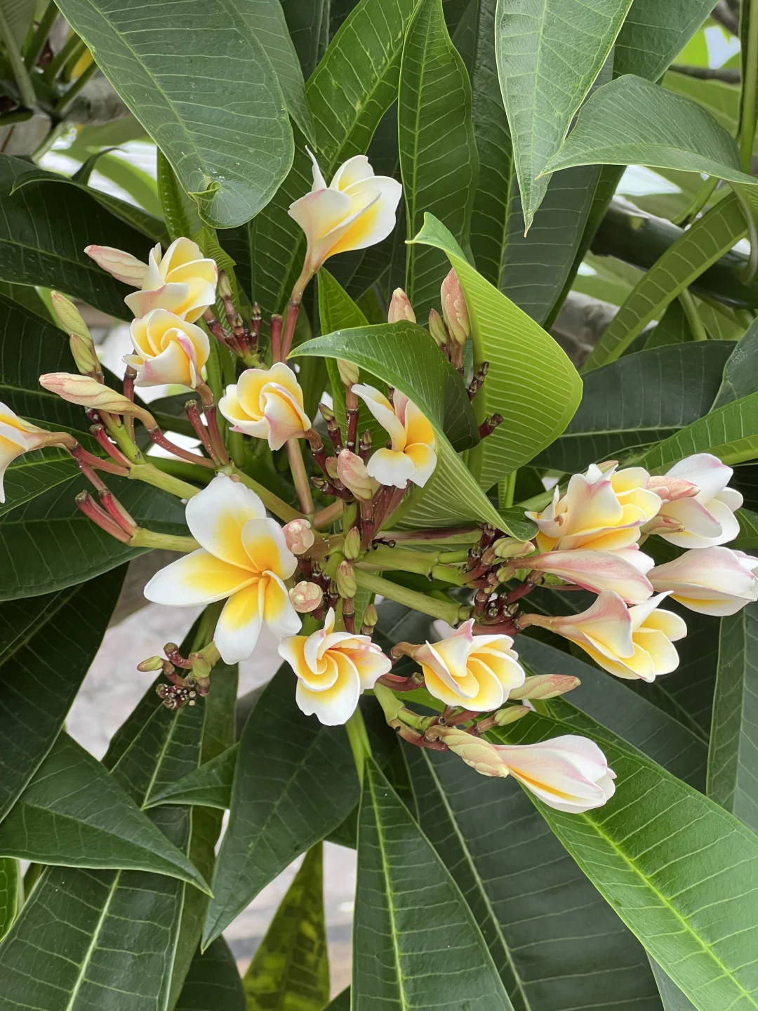 五月中下旬涠洲岛旅游大实话都在这里了！！