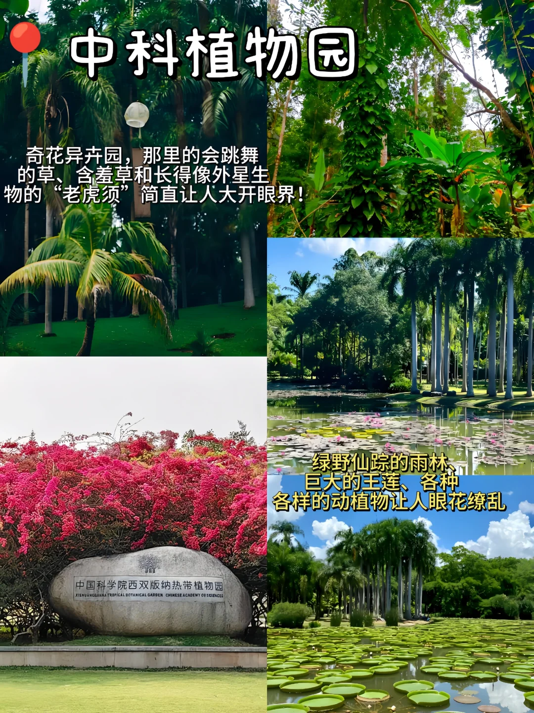 04女大📍西双版纳三天两夜旅游攻略