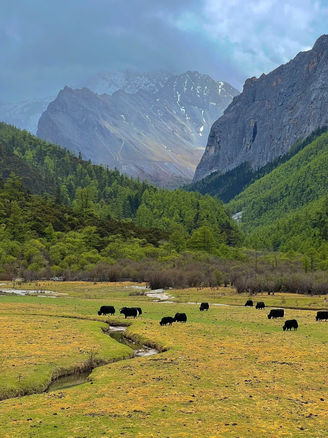 5.19稻城亚丁实况🌳从你的全世界路过…