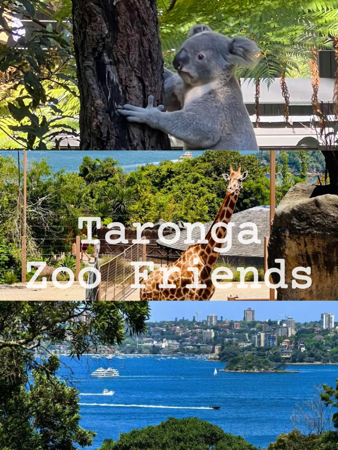 偷偷去悉尼被发现啦⁉️