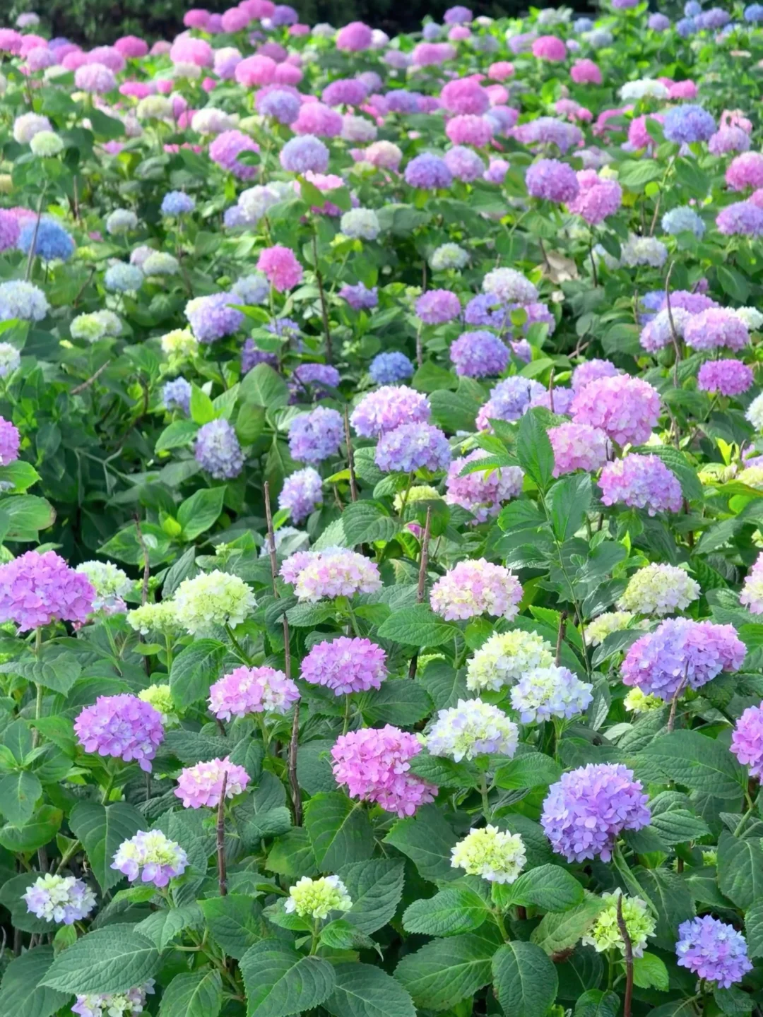 5.19live实拍💙金鸡湖畔开满无尽夏的浪漫💜