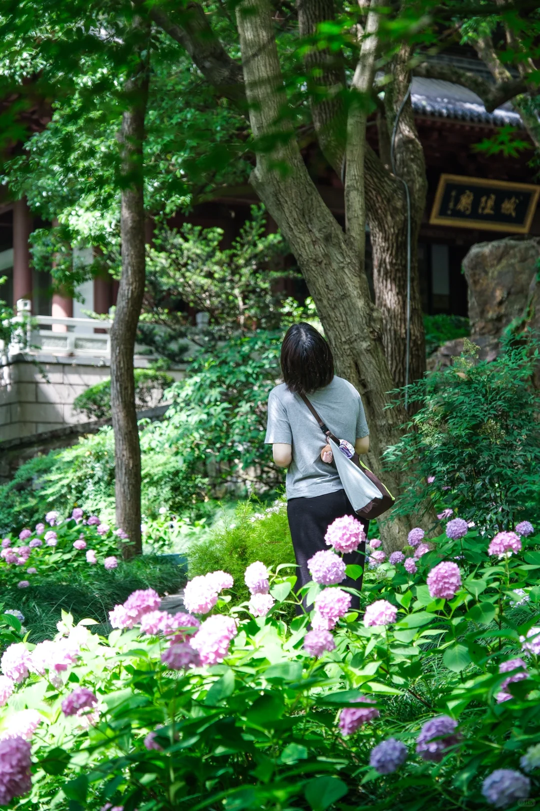 今年的绣球花展，吴山天风赢麻了！🌸