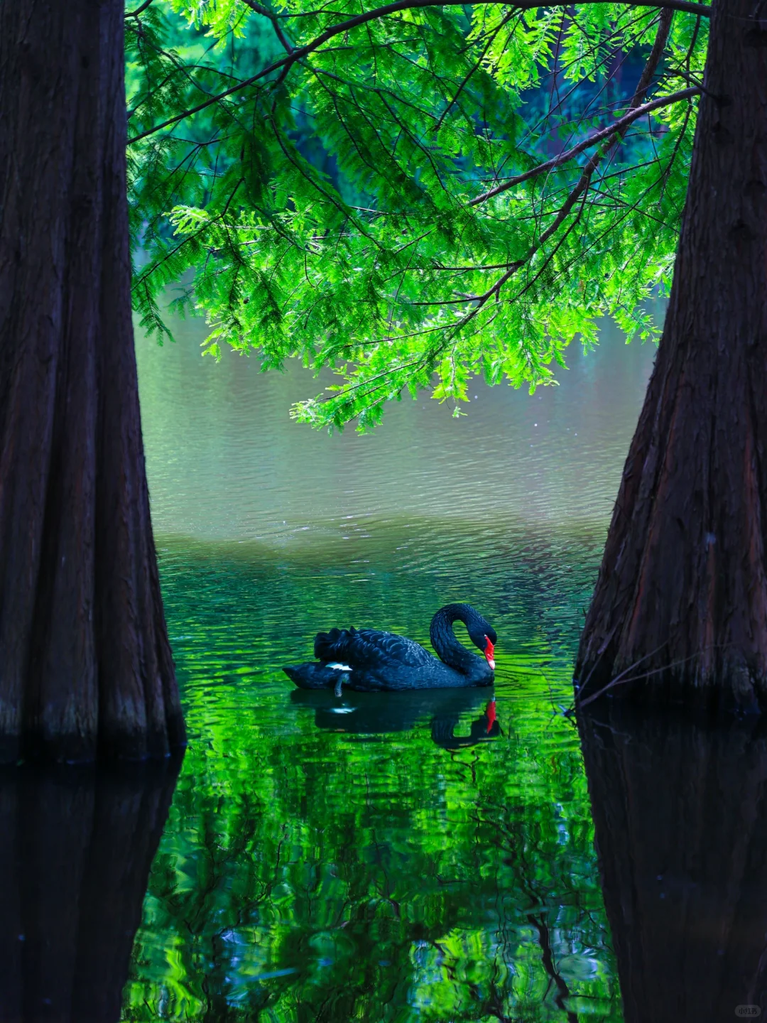 5.19实拍!南京水杉林新发现!不花钱攻略