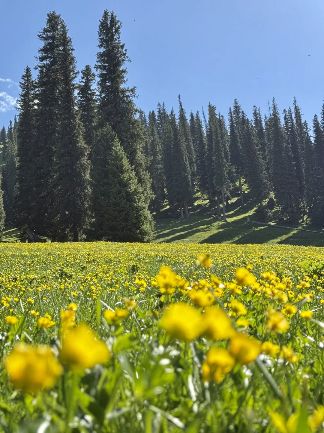 Live图的意义，我终于找到了梦中的那片草原