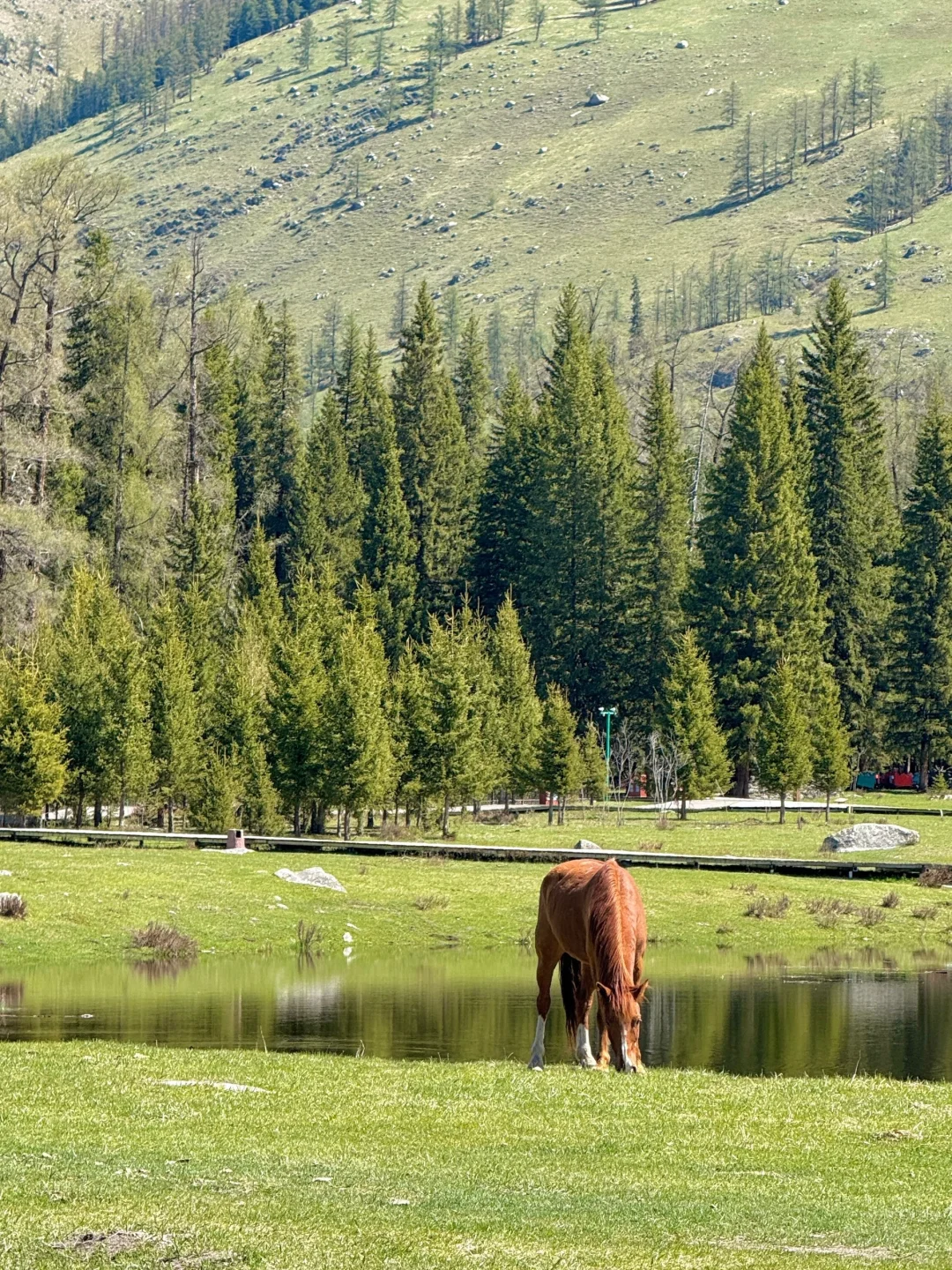 5月喀纳斯真实现状‼️别再问值不值得去啦