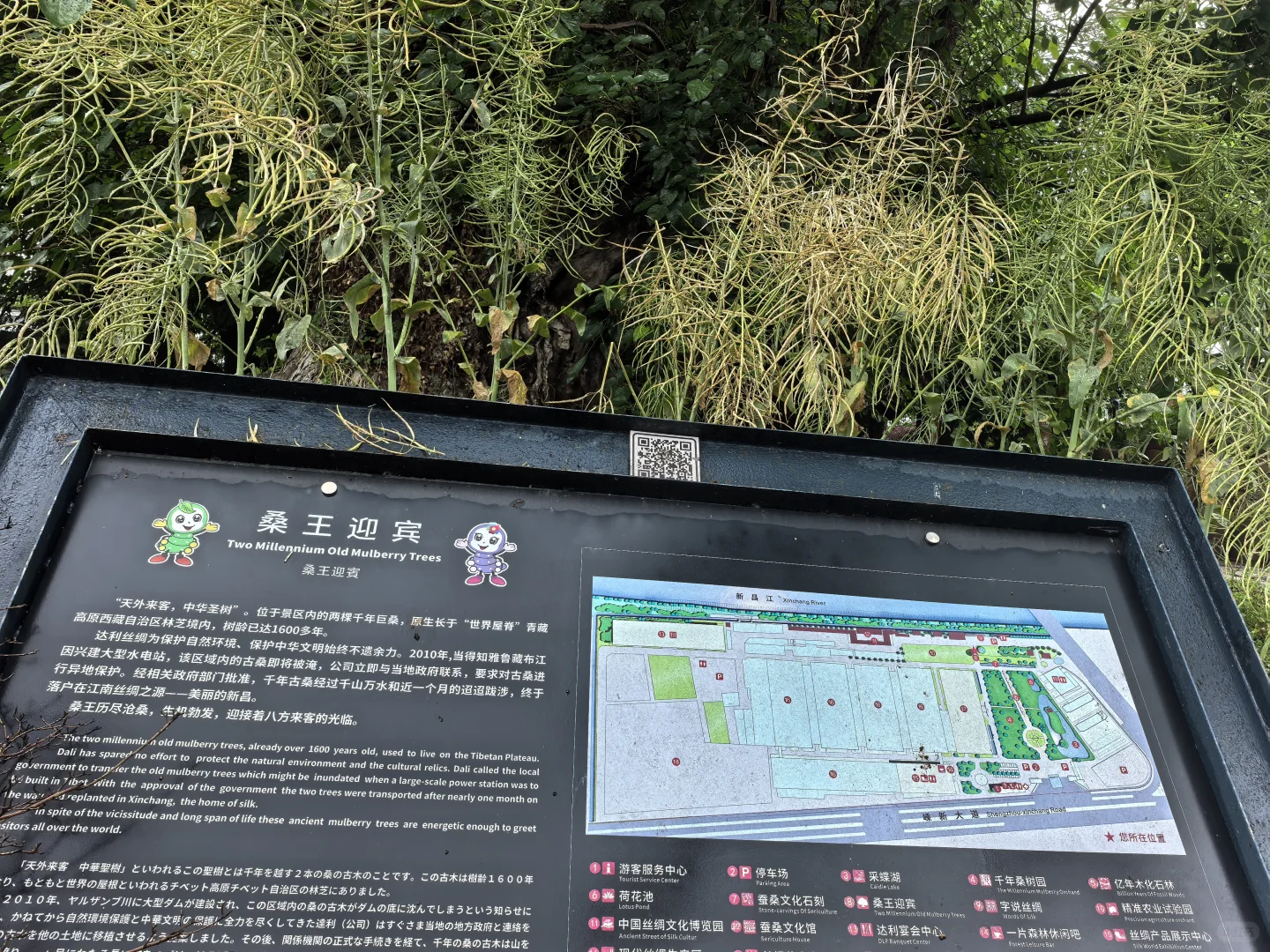 新昌打卡·达利丝绸景区