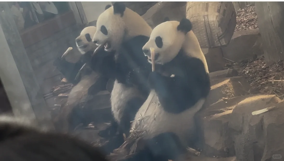 五一四川精华游：九寨沟四姑娘山熊猫基地三