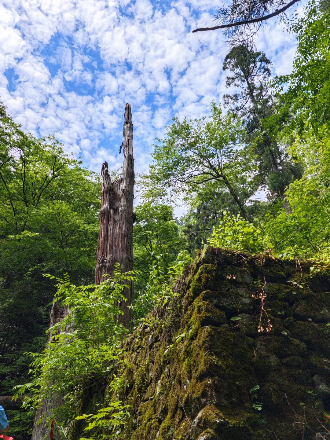 盛夏来临之前，有幸遇见