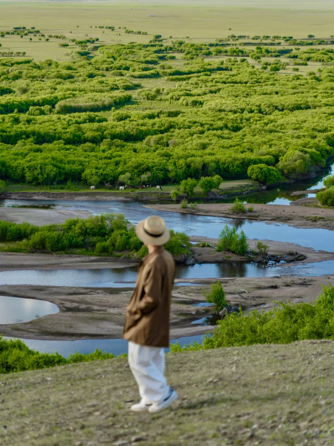 人生建议❗️一定要来一次夏天的呼伦贝尔❗️