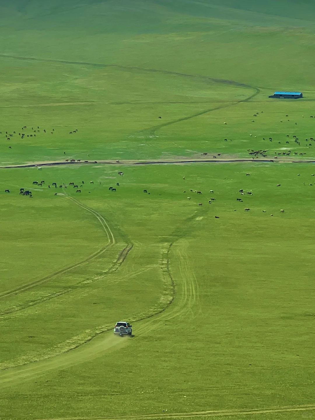 人生建议❗️一定要来一次夏天的呼伦贝尔❗️