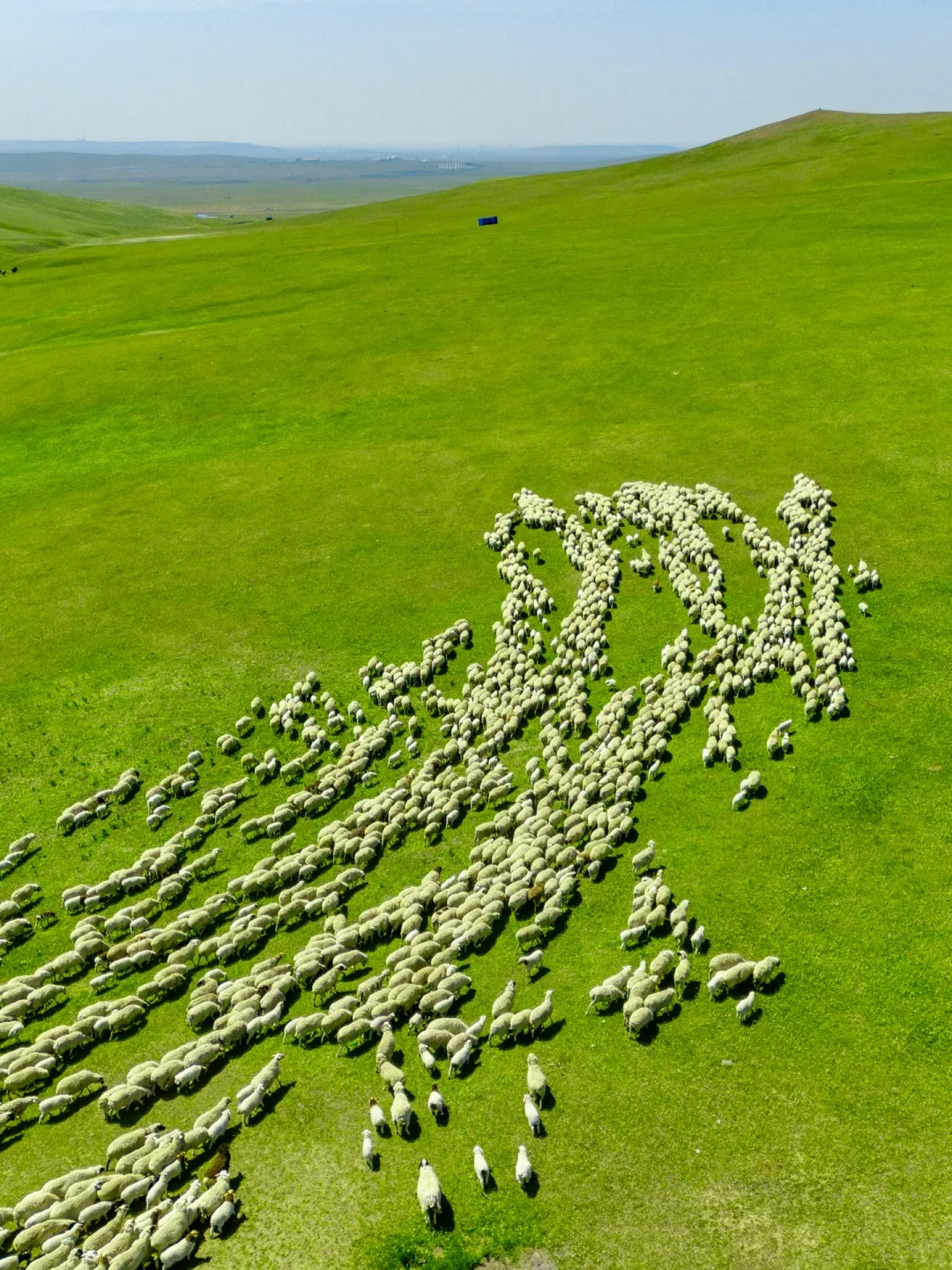 人生建议❗️一定要来一次夏天的呼伦贝尔❗️