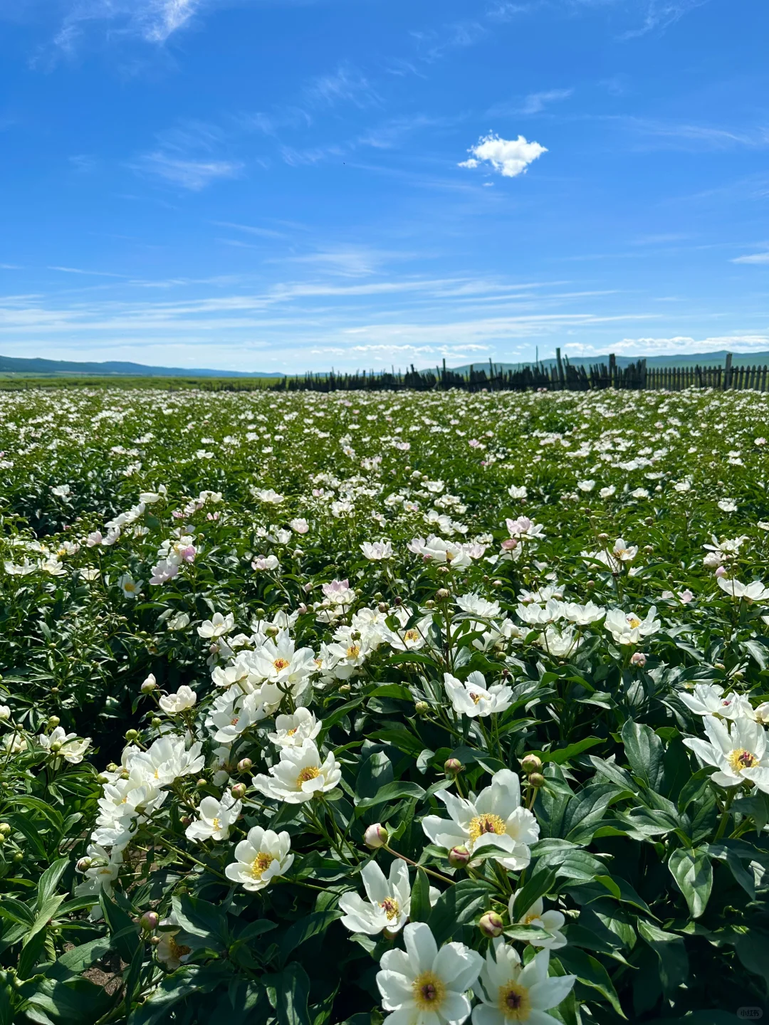 原图！油画里的风景居然真实存在…