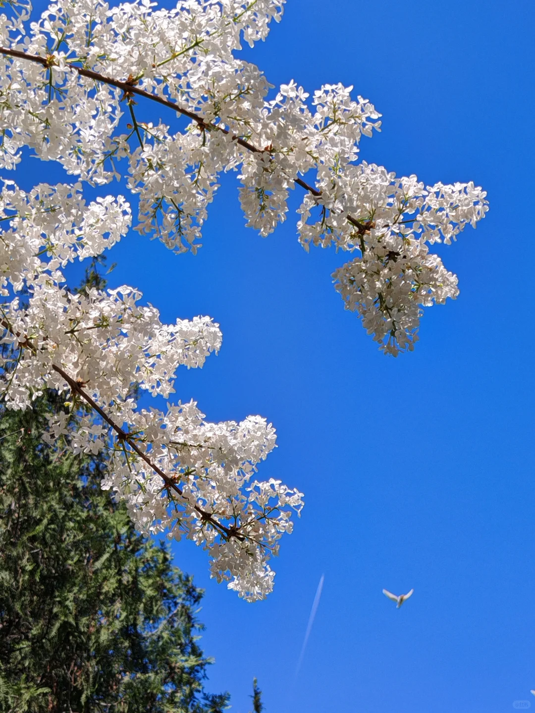 正定古城真的值得去一次
